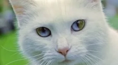 Macskák különböző szemekkel: anomália vagy fajta jellemző